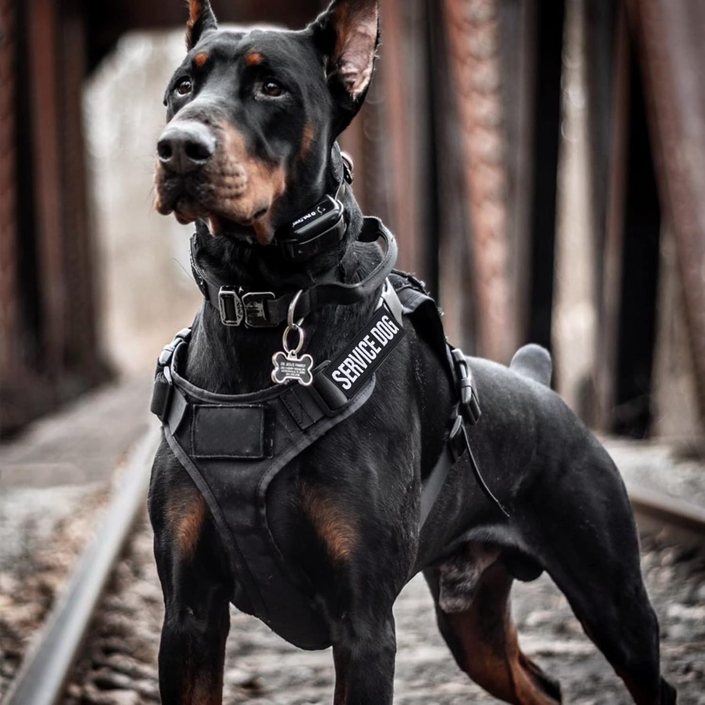 12 Pieces Removable Tactical Dog Harness Service Dog Vest Patches Do Not Pet in Training and Emotional Support Dog Vest Patches(3.6 X 1.6Inch)